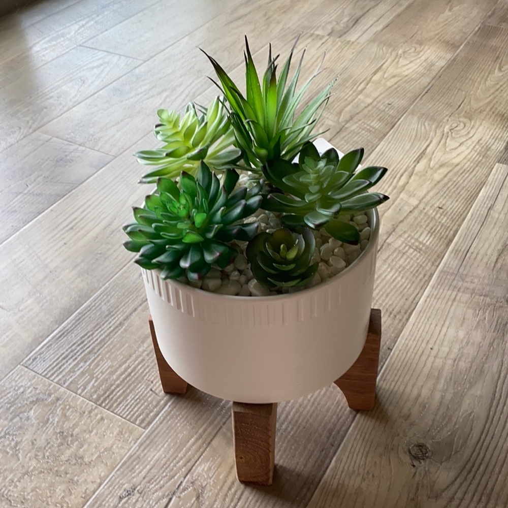 Potted succulents
